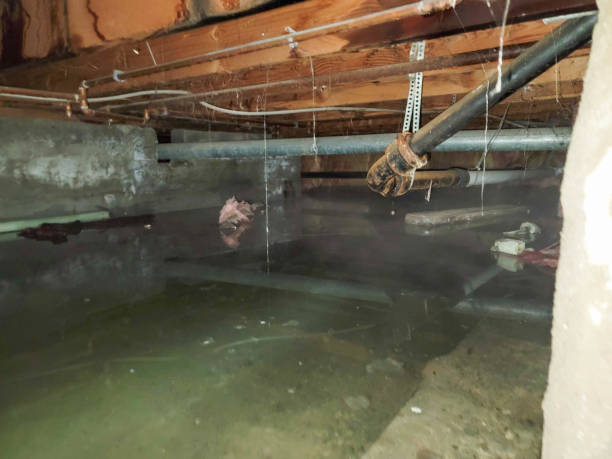 Best Local water damage restoration  in Maili, HI