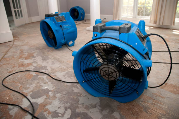 Best Professional water damage repair  in Maili, HI
